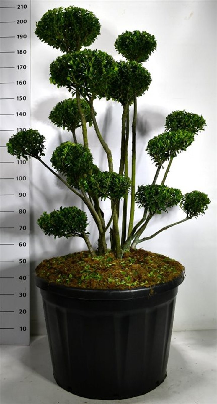 Ilex Impala ® - 100-125 CM Bonsai Cont.